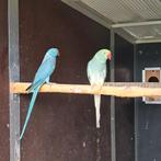 halsbandparkieten blauw/opaline/wkwst X turquoiseblauw wkwst, Dieren en Toebehoren, Vogels | Parkieten en Papegaaien, Meerdere dieren