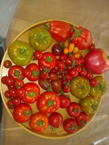 tomaten en courgette planten 