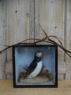 Opgezette papegaaiduiker in oude vitrine, Antiek en Kunst, Ophalen of Verzenden