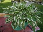 hosta, Tuin en Terras, Planten | Tuinplanten, Ophalen