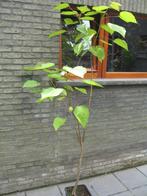 Catalpa, groene trompetboom, 2m10, Tuin en Terras, Ophalen of Verzenden