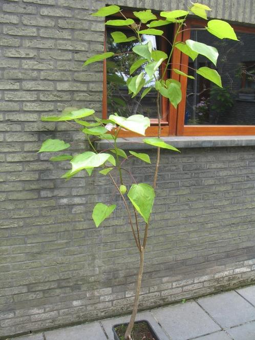 Catalpa, groene trompetboom, 2m10, Tuin en Terras, Planten | Tuinplanten, Ophalen of Verzenden