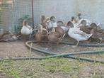 Wilde eenden, Dieren en Toebehoren, Pluimvee
