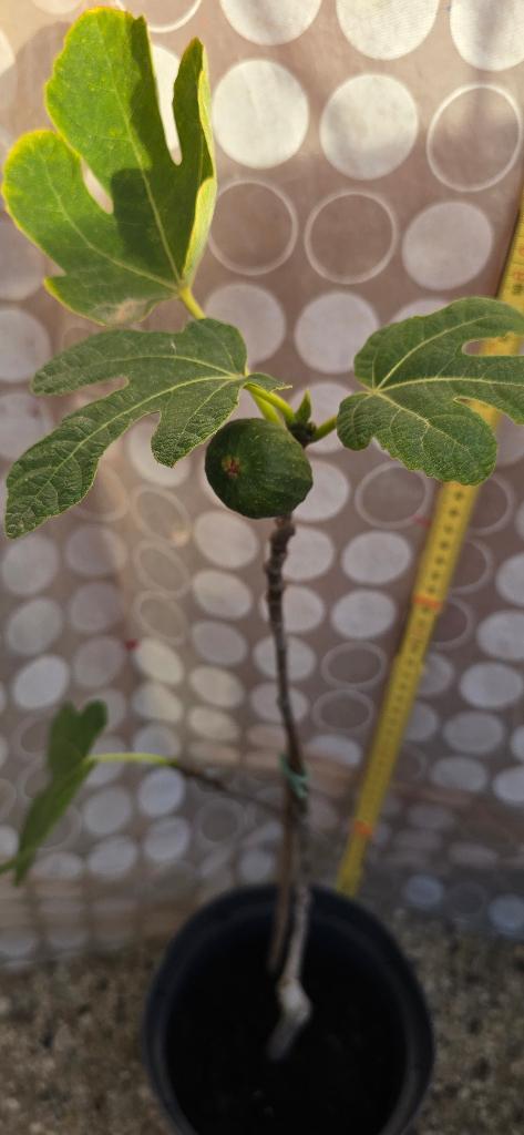 Vijgenboom Ficus Carica, Tuin en Terras, Planten | Fruitbomen, Vijgenboom, Volle zon, Lente, In pot, Ophalen