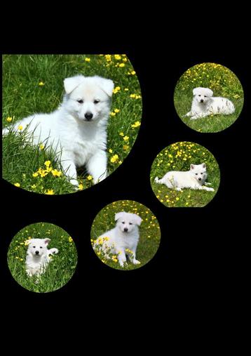 Heel mooie Zwitserse Witte Herder pups  beschikbaar voor biedingen