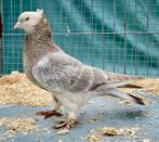 Takla Tumbler Pigeons, Animaux & Accessoires, Oiseaux | Pigeons, Pigeon culbutant ou Roller, Plusieurs animaux