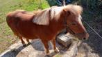 GEZOCHT - MINI PONY, Dieren en Toebehoren, Merrie, Niet van toepassing, 0 tot 2 jaar, A pony (tot 1.17m)