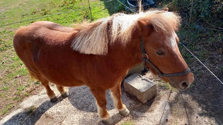 GEZOCHT - MINI PONY, Dieren en Toebehoren, Pony's, Merrie, Niet van toepassing, A pony (tot 1.17m), 0 tot 2 jaar, Gechipt, Ontwormd