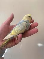 Grasparkieten jonge, Dieren en Toebehoren, Meerdere dieren, Parkiet