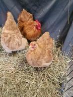 Trio Cochin kriel , kleur buff., Dieren en Toebehoren