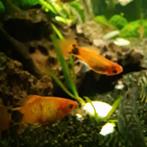Platy's, Dieren en Toebehoren, Vissen | Aquariumvissen