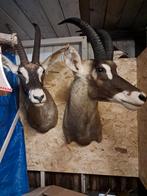 Support de montage Roanantilope - 2 belles têtes, Enlèvement