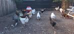 Kippen, Dieren en Toebehoren, Pluimvee, Meerdere dieren, Kip