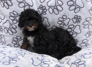 Cavapoo pups 