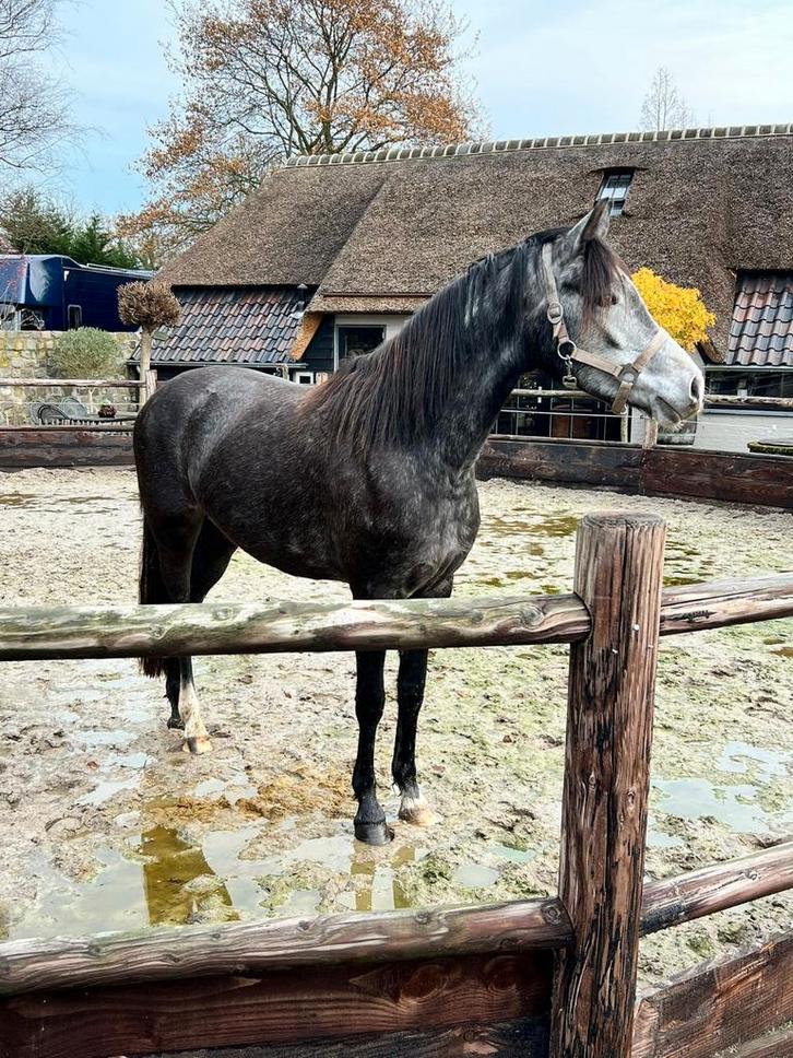 Sport pony geprijst voor verkoop, Dieren en Toebehoren, Pony's