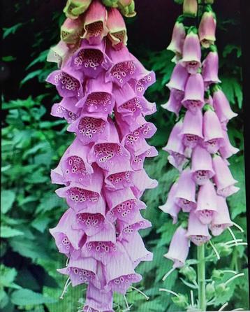 vingerhoedskruid/digitalis beschikbaar voor biedingen