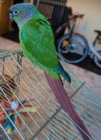 Baby Pyrrhura's 8 weken oud, Meerdere dieren, Papegaai, Geringd