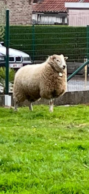 Ram, Mannelijk, Schaap, 0 tot 2 jaar