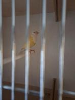 Gould amandine pop, Dieren en Toebehoren