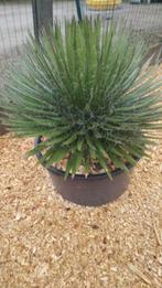 agave, cactus , cactussen , tuinbeeld , tuinplant,palmboom, Tuin en Terras, Planten | Tuinplanten, Zomer, Vaste plant, Overige soorten