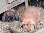 Groepje franse hangoor konijnen, Dieren en Toebehoren, Konijnen, Meerdere dieren, Groot, Hangoor, 0 tot 2 jaar