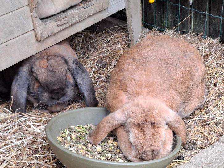 Groepje franse hangoor konijnen, Dieren en Toebehoren, Konijnen, Groot, Meerdere dieren, 0 tot 2 jaar, Hangoor