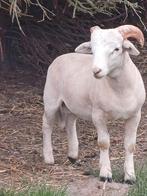 Très beau cadre de culture en corne du Wiltshire, Animaux & Accessoires, Moutons, Chèvres & Cochons