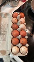 œufs frais biologiques, Poule ou poulet