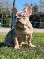 Franse bulldog pups, Dieren en Toebehoren, Honden | Bulldogs, Pinschers en Molossers, 15 weken tot 1 jaar, Buitenland, CDV (hondenziekte)
