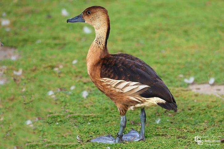 gele fluiteend @ paradijshof, Dieren en Toebehoren, Pluimvee, Eend, Meerdere dieren