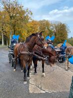 Combi euotech tuig dubbelspan en enkelspan bruin., Dieren en Toebehoren