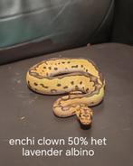 ball pythons, Dieren en Toebehoren, Reptielen en Amfibieën, Slang