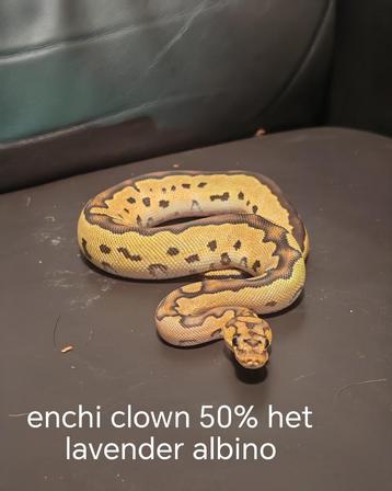 ball pythons, Animaux & Accessoires, Reptiles & Amphibiens, Serpent