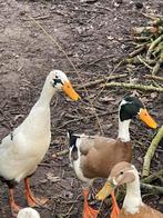 Indische loopeend 2x woerd, Dieren en Toebehoren, Mannelijk, Eend