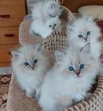 Ragdoll-kittens nu beschikbaar, Dieren en Toebehoren, Katten en Kittens | Raskatten | Langhaar, Poes, Met stamboom, 0 tot 2 jaar