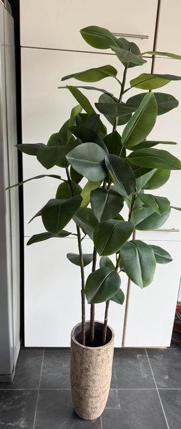 PTMD plant en pot beschikbaar voor biedingen
