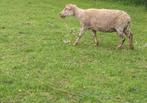 Schaap - Ooi, Dieren en Toebehoren, Vrouwelijk, Schaap, 3 tot 5 jaar