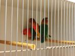 Ficheries, personata, rose colli's en forpussen, Dieren en Toebehoren, Vogels | Parkieten en Papegaaien, Meerdere dieren, Dwergpapegaai of Agapornis