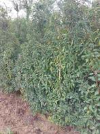 portugese laurier, Tuin en Terras, Ophalen of Verzenden, Laurier