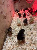 Kuikens te koop, Dieren en Toebehoren, Pluimvee, Geslacht onbekend