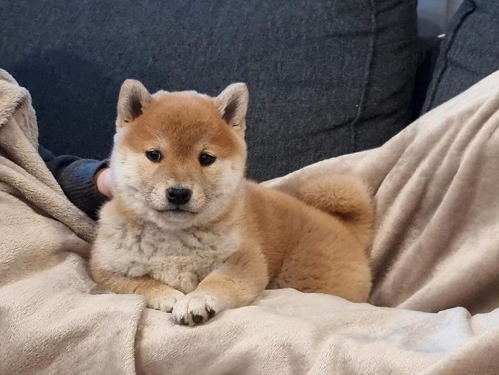 Shiba inu pups met stamboom reu/teef, Dieren en Toebehoren, Honden | Poolhonden, Keeshonden en Oertypen, Meerdere dieren, Overige rassen