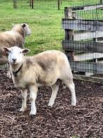 mooie schapen bok, Mannelijk, Schaap, 0 tot 2 jaar