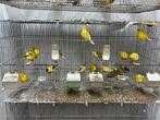 10 couples canaris Fife Fancy disponibles, Animaux & Accessoires, Oiseaux | Canaris, Canari de posture