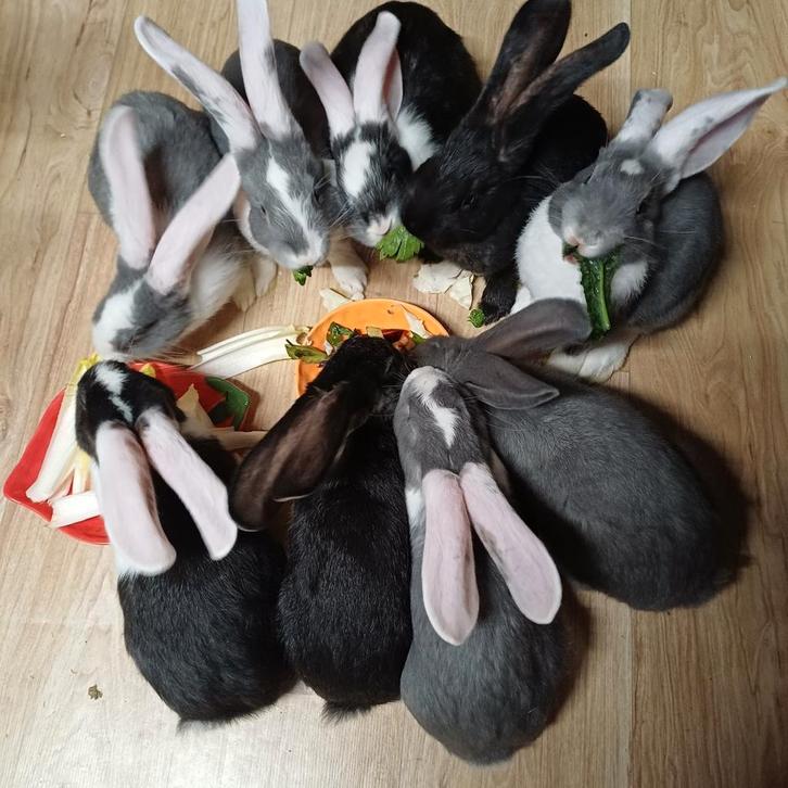 Duitse reus, Dieren en Toebehoren, Konijnen, Groot, Meerdere dieren, 0 tot 2 jaar