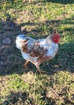 Coq wyandotte naine doré liseré blanc
