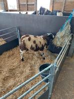 Baggerbonte dekbok, Animaux & Accessoires, Moutons, Chèvres & Cochons, Mâle, Mouton, 0 à 2 ans