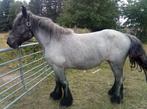 Blauwe Belgisch trekpaard merrie 3j, Dieren en Toebehoren, Paarden, Merrie, Met stamboom, Niet van toepassing, 3 tot 6 jaar