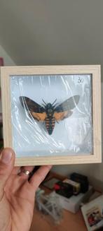 Acherontia atropos - doodshoofdvlinder, Ophalen, Zo goed als nieuw