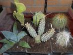 planten, Tuin en Terras, Overige soorten, Volle zon, Vaste plant, Ophalen of Verzenden