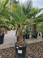 Palmboom Trachycarpus Wagnerianus, Enlèvement, Palmier, Ombre partielle